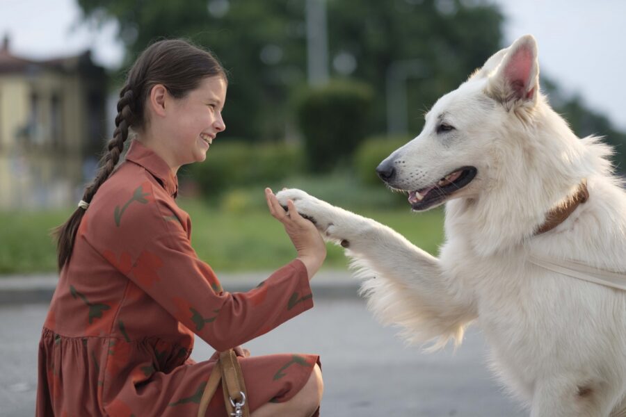 Międzynarodowy Festiwal Filmowy Młode Horyzonty: O psie, który jeździł koleją