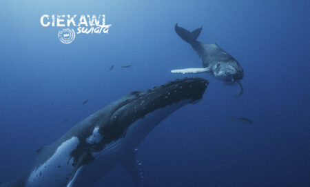 Pieśni wielorybów – pokaz przedpremierowy
