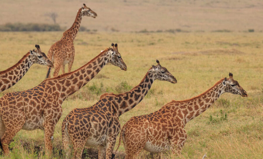 Ciekawi Świata: Robert Gondek – Safari moich marzeń – Tanzania, Kenia